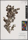 Foto von Salix aurita L.
